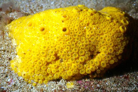  Cliona Celata: An Enigmatic Sponge that Exhibits Remarkable Regeneration Abilities!