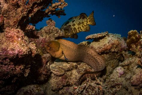  Eel! Slithering Through Coral Reefs and Diving Deep into Ocean Trenches