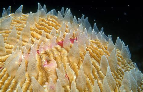  Fungia Fungoides: An Enchanting Flower Coral That Blooms Beneath the Waves!