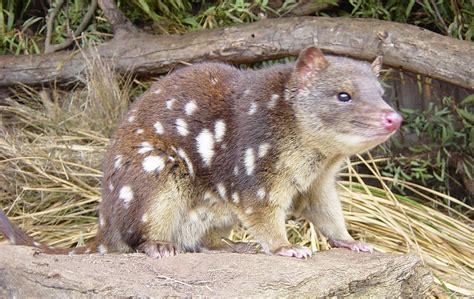  Queensland Quoll! A Carnivorous Marsupial That Climbs Like a Squirrel