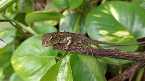 Queenslander Frog: A Gliding Jewel With Skin That Changes Color Like a Chameleon!