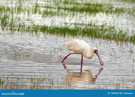 Spoonbill! This Delightful Wading Bird Possesses a Spoon-Shaped Bill Ideal for Scooping Up Tiny Aquatic Creatures