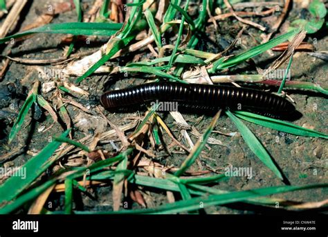  White-Legged Millipede! A Crawling Connoisseur of Decaying Delights