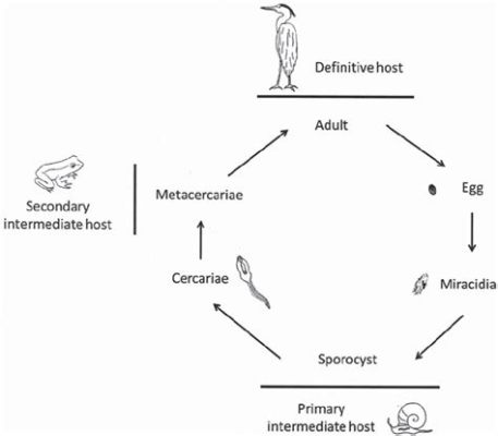  Wohlfahrtia! A Tiny Parasite With a Macabre Appetite and a Surprisingly Complex Life Cycle