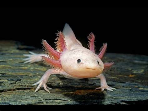 Axolotl: An Amphibian Wonder Possessing Regenerative Abilities that Would Make Wolverine Jealous!