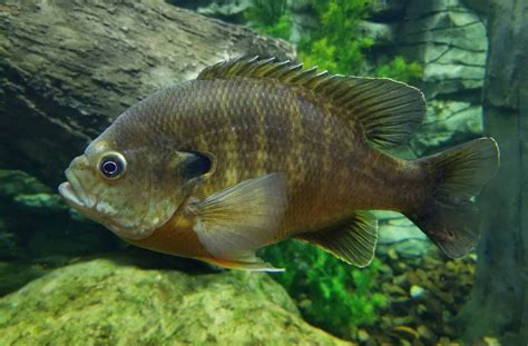 Bluegill An Unassuming Freshwater Fish With Remarkably Diverse Behaviors! 