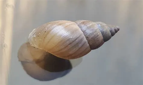 Bubble Shell: A Tiny Spiral-Shelled Masterpiece Hiding in Plain Sight!