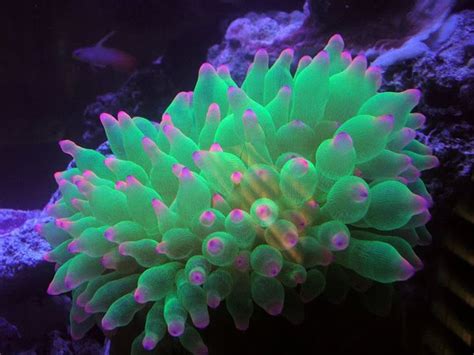  Bubble-Tip Anemone: Experience the Underwater Elegance of a Stationary Predator!