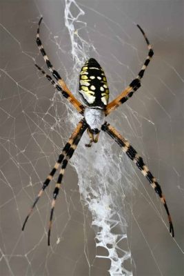  Calpomnia!  A Spirited Spider Weaving its Way Through Diverse Ecosystems