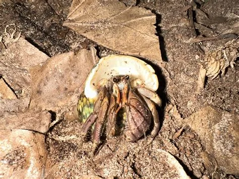 Coenobita! Tiny Hermit Crabs Carrying Their Homes Everywhere They Go