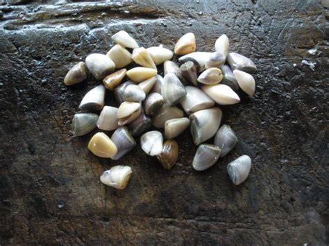  Coquina Clam:  A Tiny Treasure That Brings a Whole New Meaning To Living on the Edge