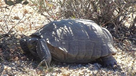 Desert Tortoise: A Master of Survival Who Navigates Life With Patience and a Steady Pace!