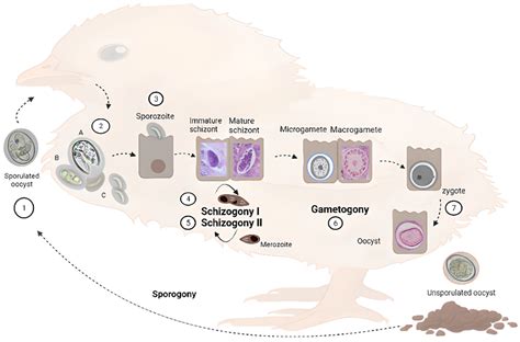 Eimeria! A Tiny Parasite With a Mighty Impact on Poultry Farms Worldwide