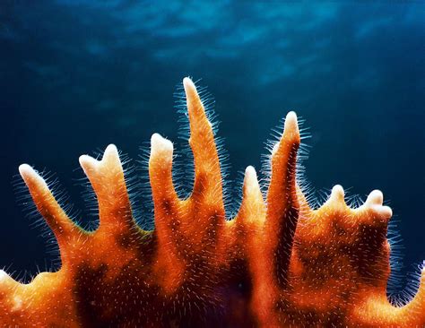 Fire Coral! This Colonial Marine Invertebrate Excels at Both Beauty and Stinging Defense Mechanisms