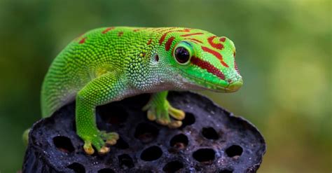 Gecko: A Tiny Reptile That Scales Walls Like a Superhero!