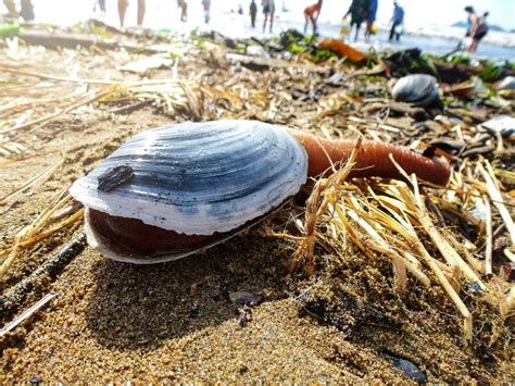  Geoduck! A Marine Marvel Exhibiting Stunning Filter-Feeding Prowess and Remarkable Burrowing Abilities