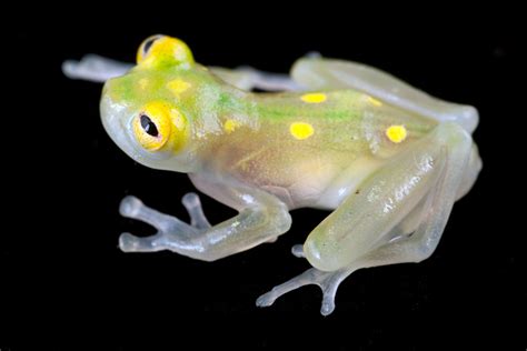 Glass Frog! A Slimy Creature With Translucent Skin That Reveals Its Internal Organs