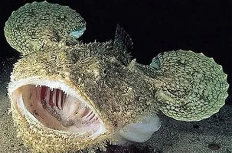 Halibut! A Deep-Sea Dweller with an Extraordinary Camouflage Ability