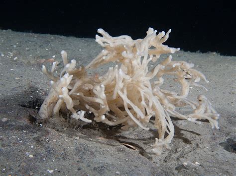  Halichondria! A Colorful Sponge That Thrives in the Abyssal Depths