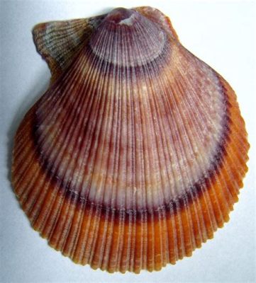  Iceland scallop: A Colorful Shell Dweller That Thrives In Cold, Deep Waters!