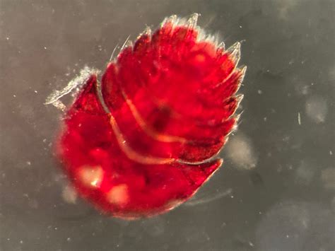  Imperator An Imperious Invertebrate: Unraveling the Secrets of a Regal Reef-Dwelling Polyp