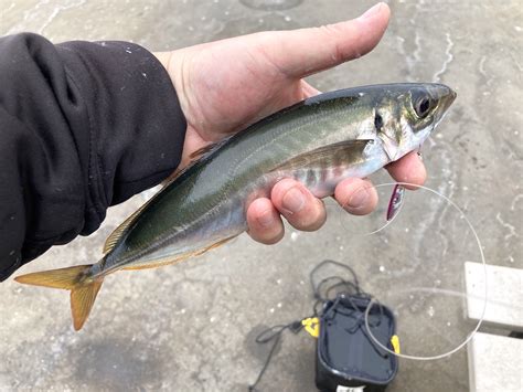 Jack Mackerel! A silvery speedster known for its fascinating schooling behavior and remarkable trans-oceanic migrations