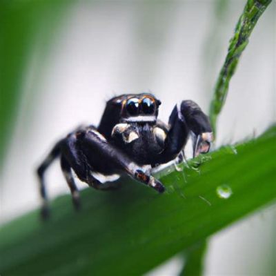 Jumping Spiders! Agile Hunters Disguised as Tiny Acrobats of the Arachnid World