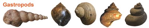  Juno Snail: A Gastropod That Embraces Slow Living With Shell-Shocking Resilience!