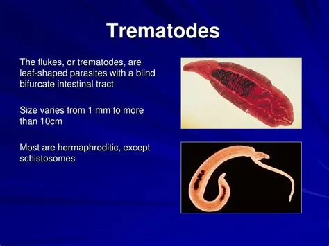  Kirkland Trematode: A Mastermind of Manipulation Hiding in Plain Sight!