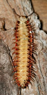  Millipede: A Marvelous Mosaic of Legs Exploring the Enigmatic World Beneath Our Feet!