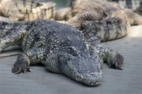 Nile Crocodile: A Living Fossil That Embodies Both Ancient Power and Unexpected Vulnerability!