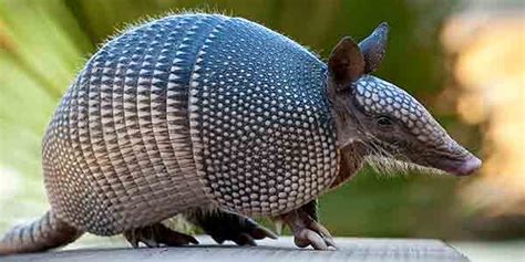  Nine-banded Armadillo:  An Adorable Anomaly Sporting a Shell for Life's Little Surprises!