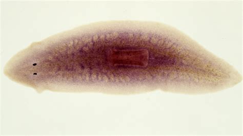  Nine-Eyed Flatworms: Unraveling the Mysteries of Tiny Parasites with a Unique Vision