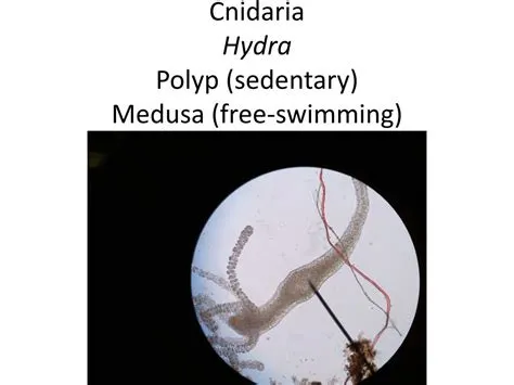 Nodularia: An Incredible Colonial Invertebrate Exhibiting Both Sedentary and Free-Swimming Life Cycles!