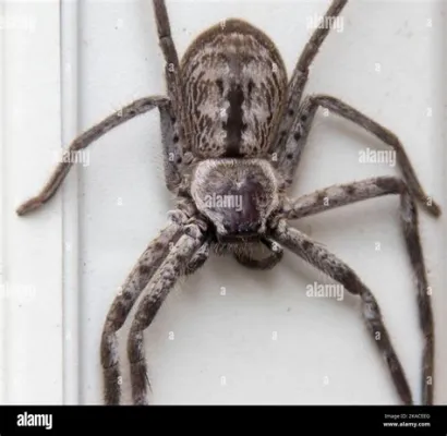  Northern Huntsman Spiders: Are Their Eight Eyes Actually Seeing Everything?