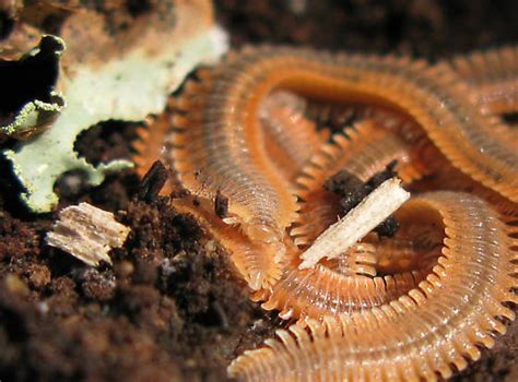 Orange Millipede: A Curious Crawling Creature that Moves Like Living Spaghetti!