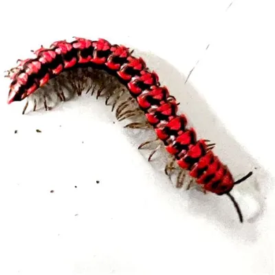  Orange Millipede: A Fiery Creature With Over a Thousand Legs That Thrives on Decay!