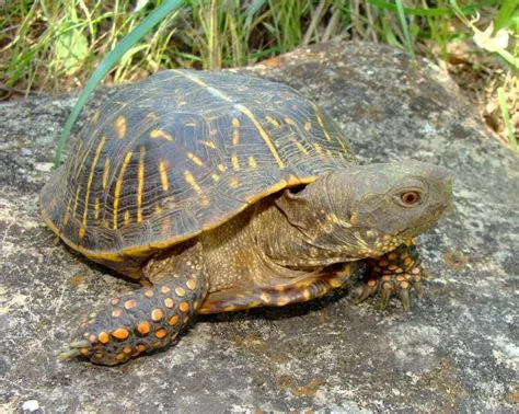  Ornate Box Turtle: A Creature Embracing Both Ancient Ancestry and Vivid Colors!