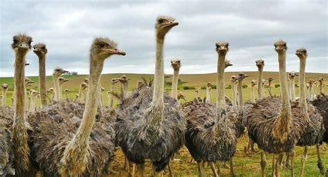 Ostrich! Can This Flightless Bird Really Outrun a Car?