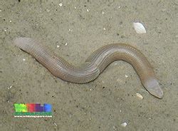  Peanut Worm: A Marine Marvel That Combines Burrow-Dwelling Prowess with Tentacle-Wielding Finesse!