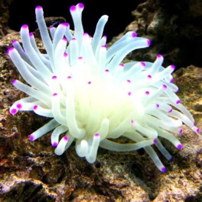  Purple Tipped Anemone!  A Masterpiece of Miniature Underwater Architecture