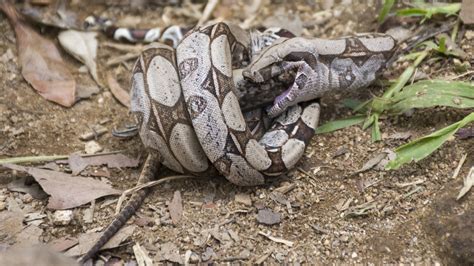  Pythons: Masters of Constricting Prey While Also Being Excellent Burrowers