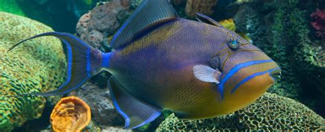  Queen Triggerfish - An Ocean Wanderer Sporting a Crown of Thorns!