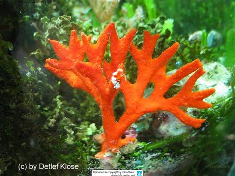 Raspailia! A Remarkable Sponge with Striking Color Patterns and Exceptional Filter-Feeding Abilities