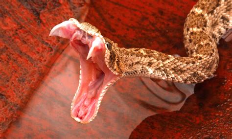  Rattlesnake: An Amazing Serpent That Both Strikes Fear And Fascination