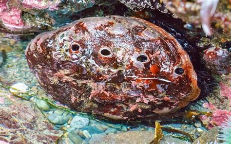 Red Abalone: An Underwater Treasure Trove Where Exquisite Beauty Meets Ancient Resilience!