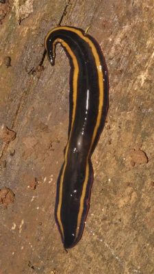  Rhabdophana:  A Tiny Flatworm With a Remarkable Appetite for Decaying Matter!