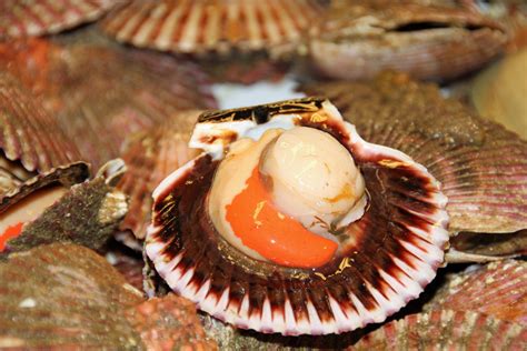  Scallops: Are These Shellfish Masters of Escape or Just Plain Lucky?