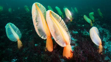  Sea Pen, A Creature That Blooms With Bioluminescent Grace and Embraces the Abyssal Depths!