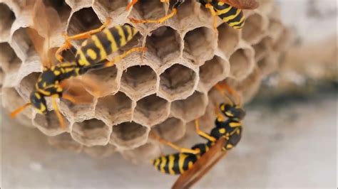  Spider-Wasps: Masterful Architects of Tiny Coffins